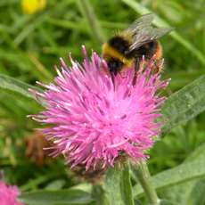 Wildflower Common Knapweed